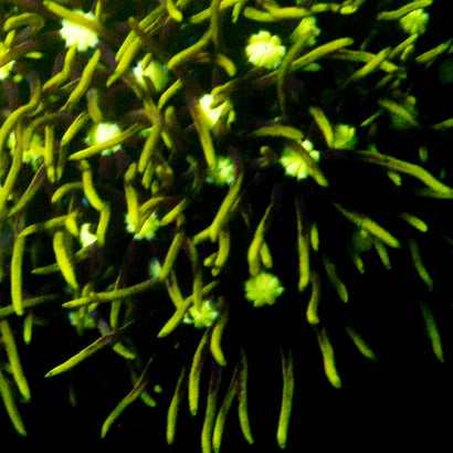 JC Goul Star Polyp