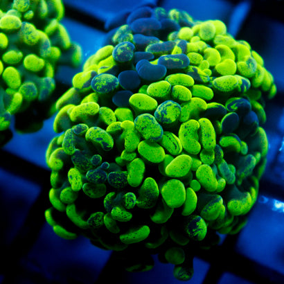 JC Bicolor Splatter Hammer Mini Colony