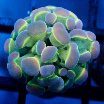 JC Ultra Hologram Hammer