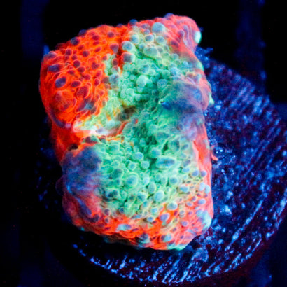 JC Cheetos Finger Chalice