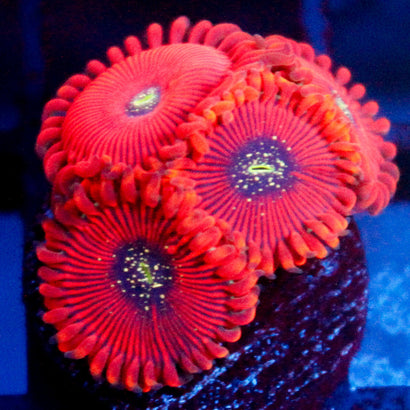 JC Magicians Zoanthid
