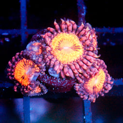 Biota Yellow Tang 2-2.25"