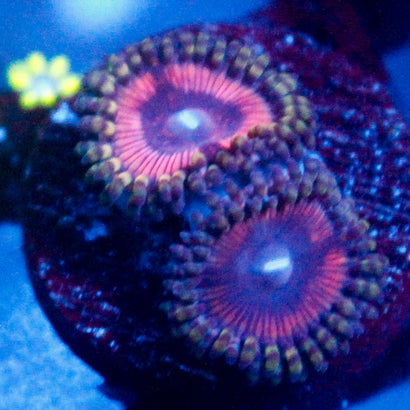 Pink Quasar Zoanthid