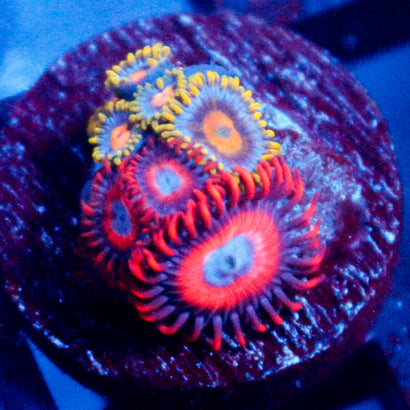 JC Ultra Extravaganza Zoanthid/Gold Burn Combo