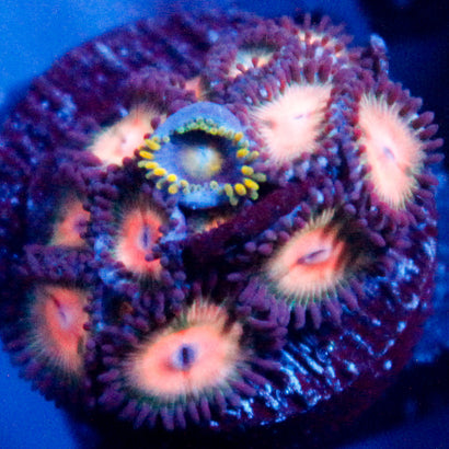 JC Peach Bellini Zoanthid Colony