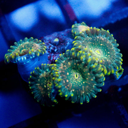 Hawaiian Ding Dang Zoanthid
