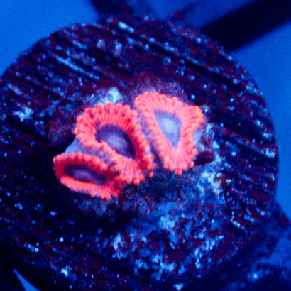 JC Typhloshion Zoanthid