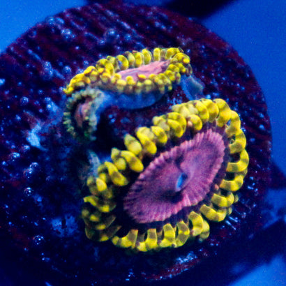 JC Purple Monster Zoanthid