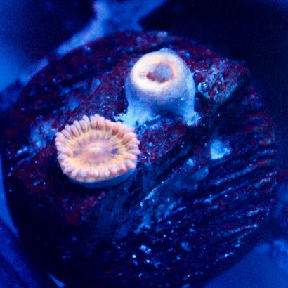 JC Pink Seam Zoanthid