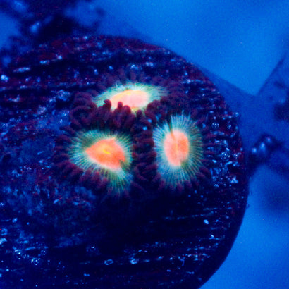 JC Alien Blood Zoanthid