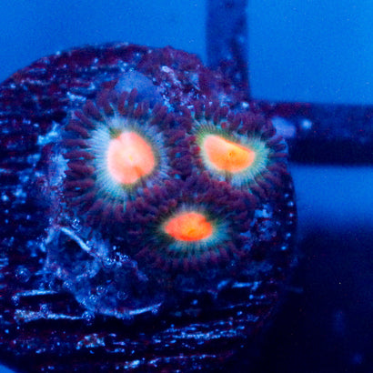 JC Alien Blood Zoanthid