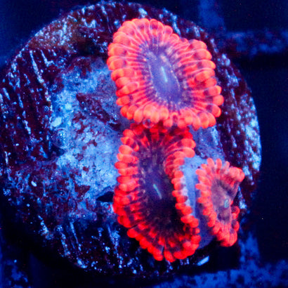 JC Utter Typhlosion Zoanthid