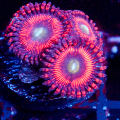 Ultra Extravaganza Zoanthid