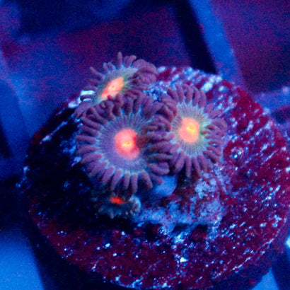 JC Jupiter Zoanthid