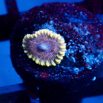 Mesosphere Zoanthid