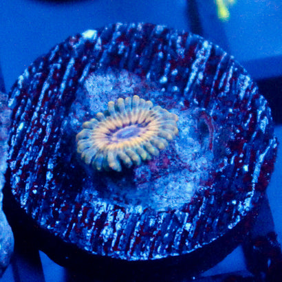 Ocean Side Zoanthid