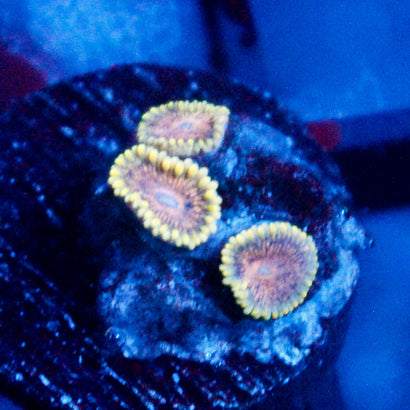 JC Pink Lemonade Zoanthid