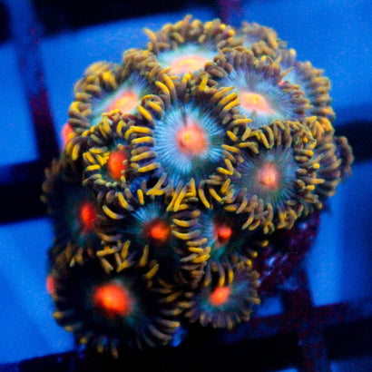 JC Saturn Zoanthid Colony