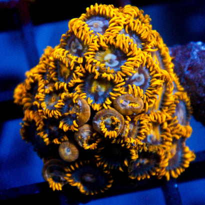 JC Murder Hornet Zoanthid Colony