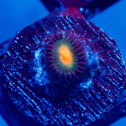 JC Jupiter Zoanthid