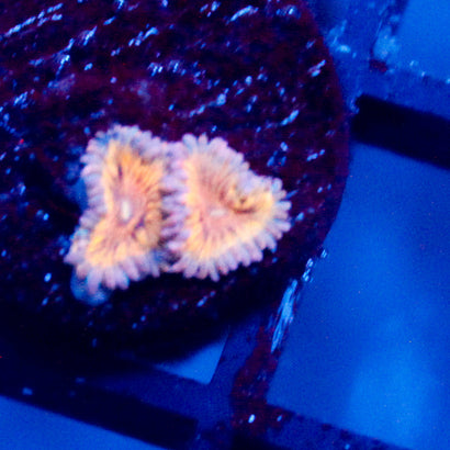JC Blue Seam Zoanthid