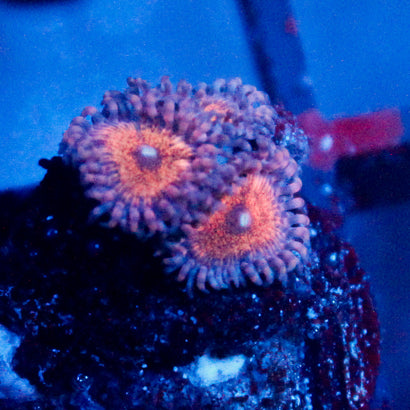 JC Amber Bliss Zoanthid