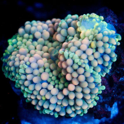 Lemonade Party Ricordea