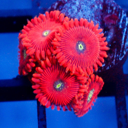 JC Magician Zoanthid