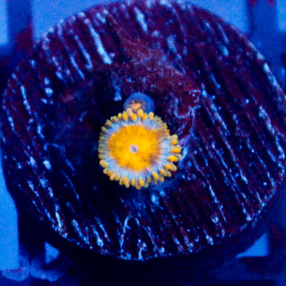 JC Sunny D Zoanthid