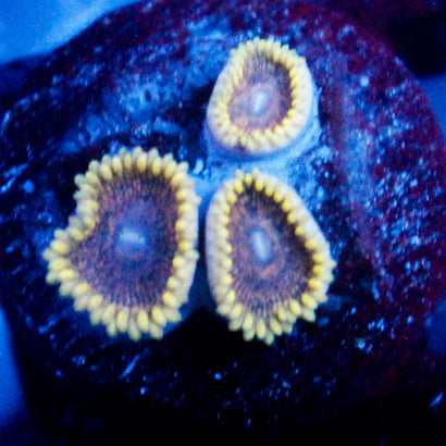 JC Mesosphere Zoanthid