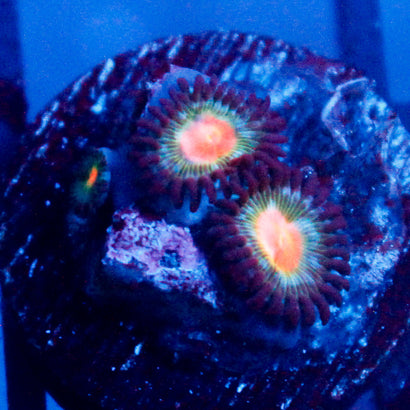 JC Alien Blood Zoanthid