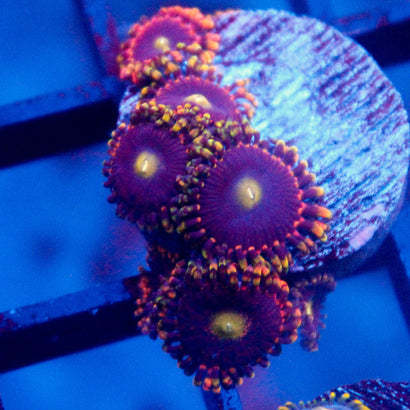 Bozos birthday (Formerly Antimatter) Zoanthid