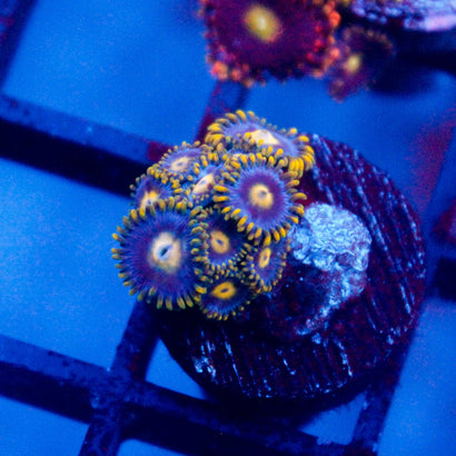 Gold Burst Zoanthid