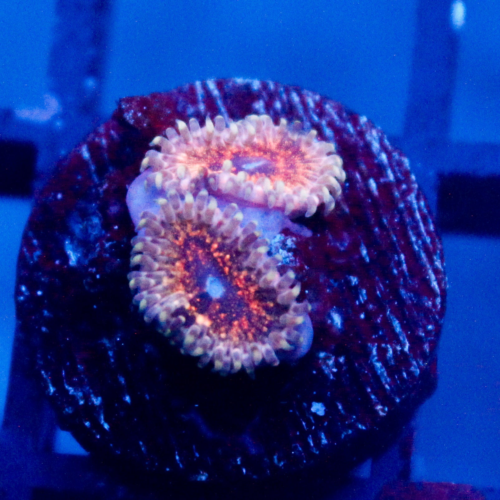 JC Neptunes Bounty Zoanthid