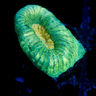 JC Neon Green Favia