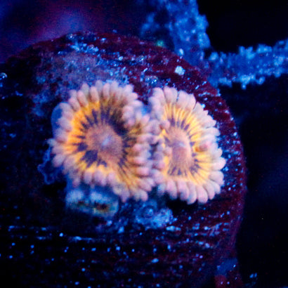 JC Blue Seam Zoanthid