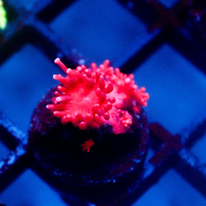 JC Red Kraze Goni