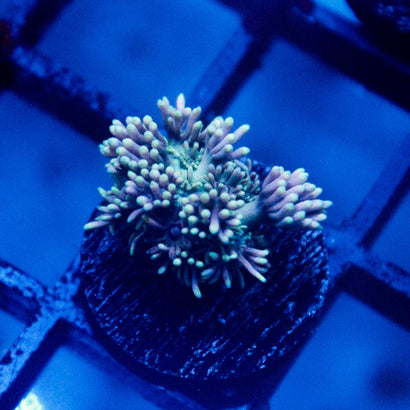 Poseidon's Blessing Goni