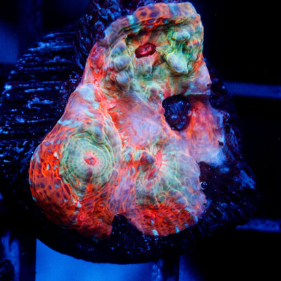 Unholy Trinity Chalice