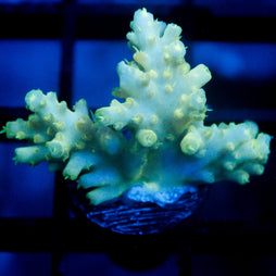 Biota Yellow Tang 2-2.25"