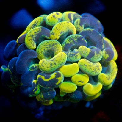 JC Bicolor Splatter Hammer