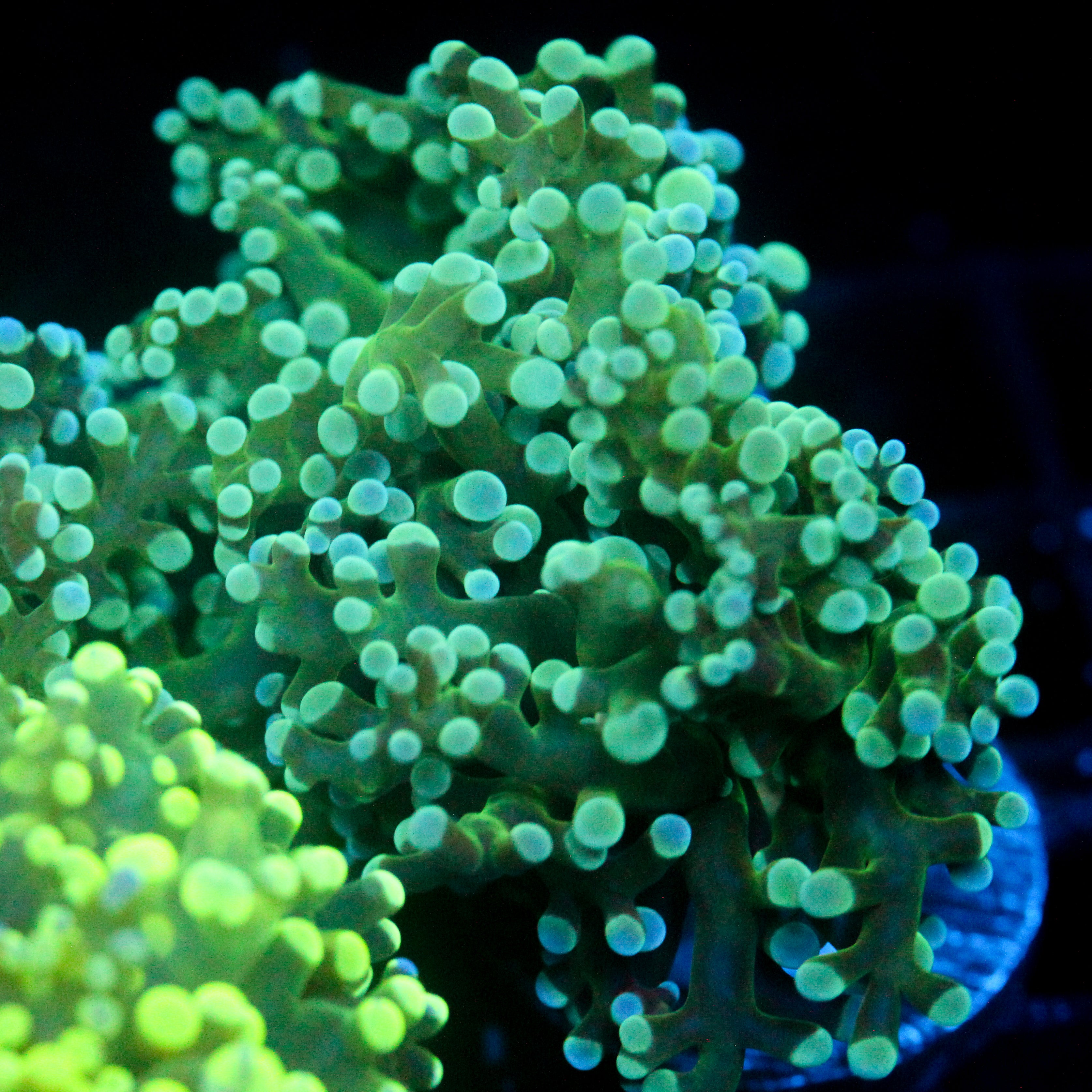 JC Blue Dream Frogspawn