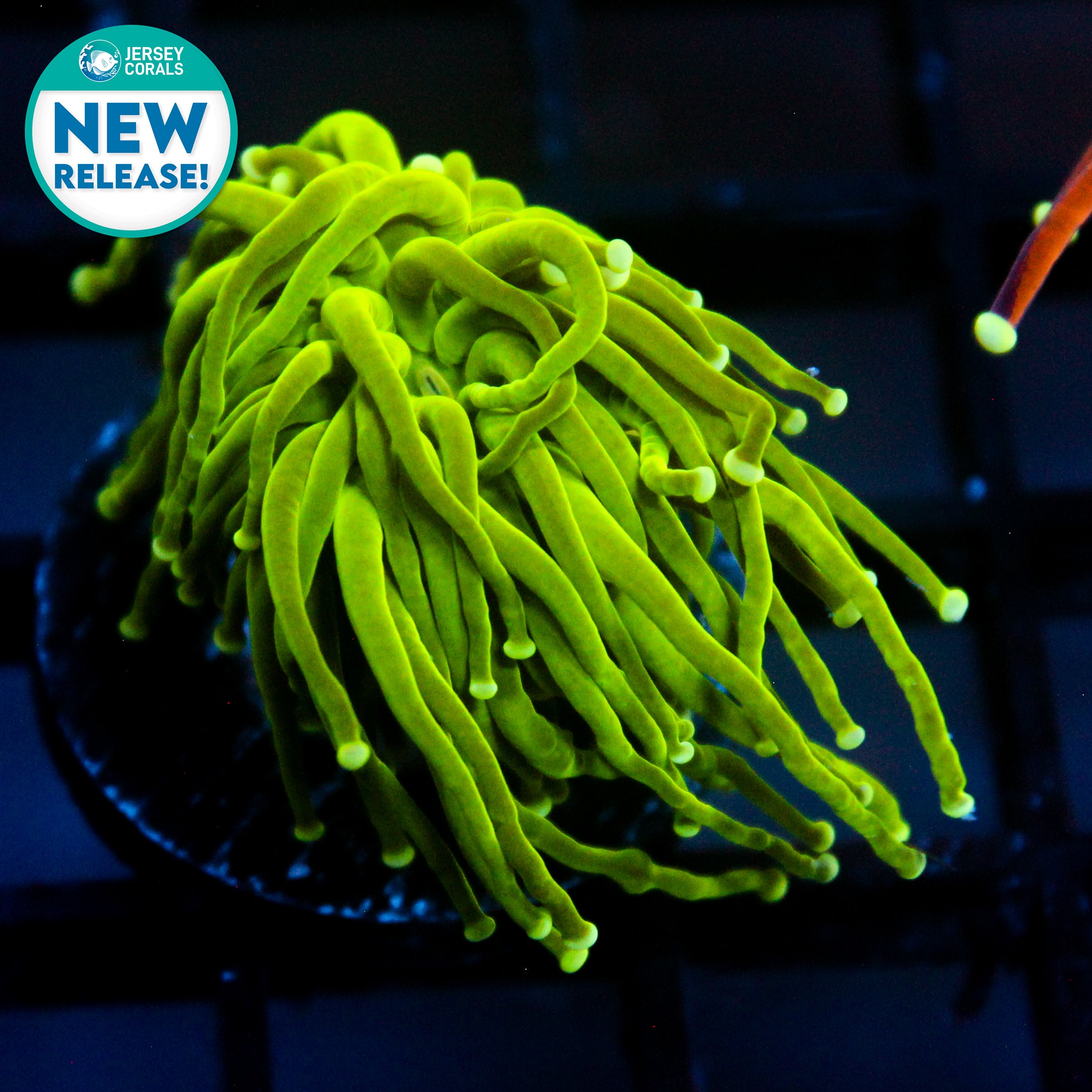 JC Slime Slayer Torch (New Release)