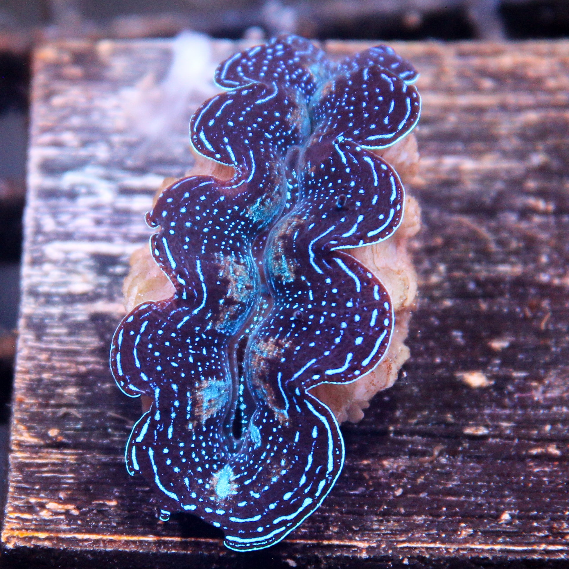 JC Biota Aquacultured Starlight Crocea