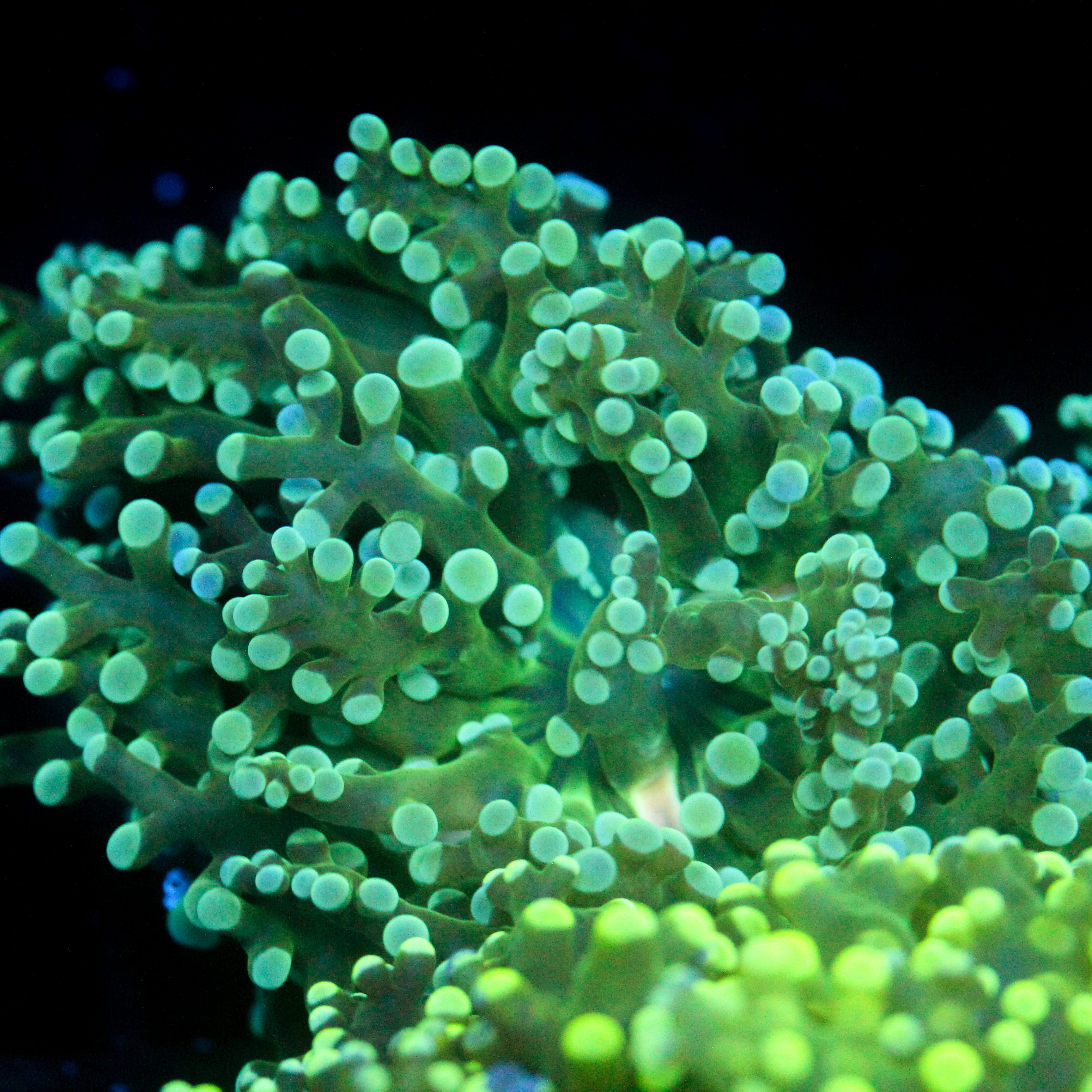 JC Blue Dream Frogspawn