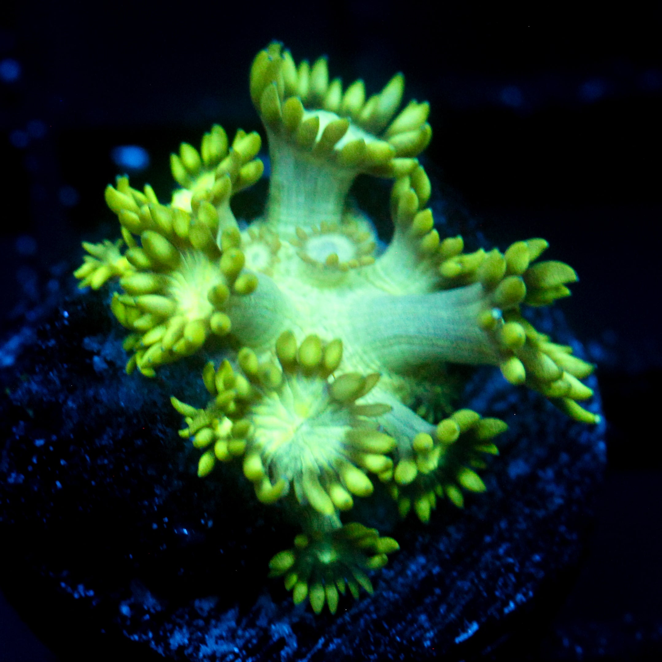 JC Uranium Fever Goni
