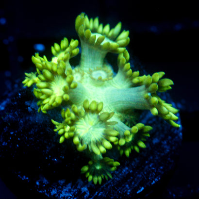 JC Uranium Fever Goni