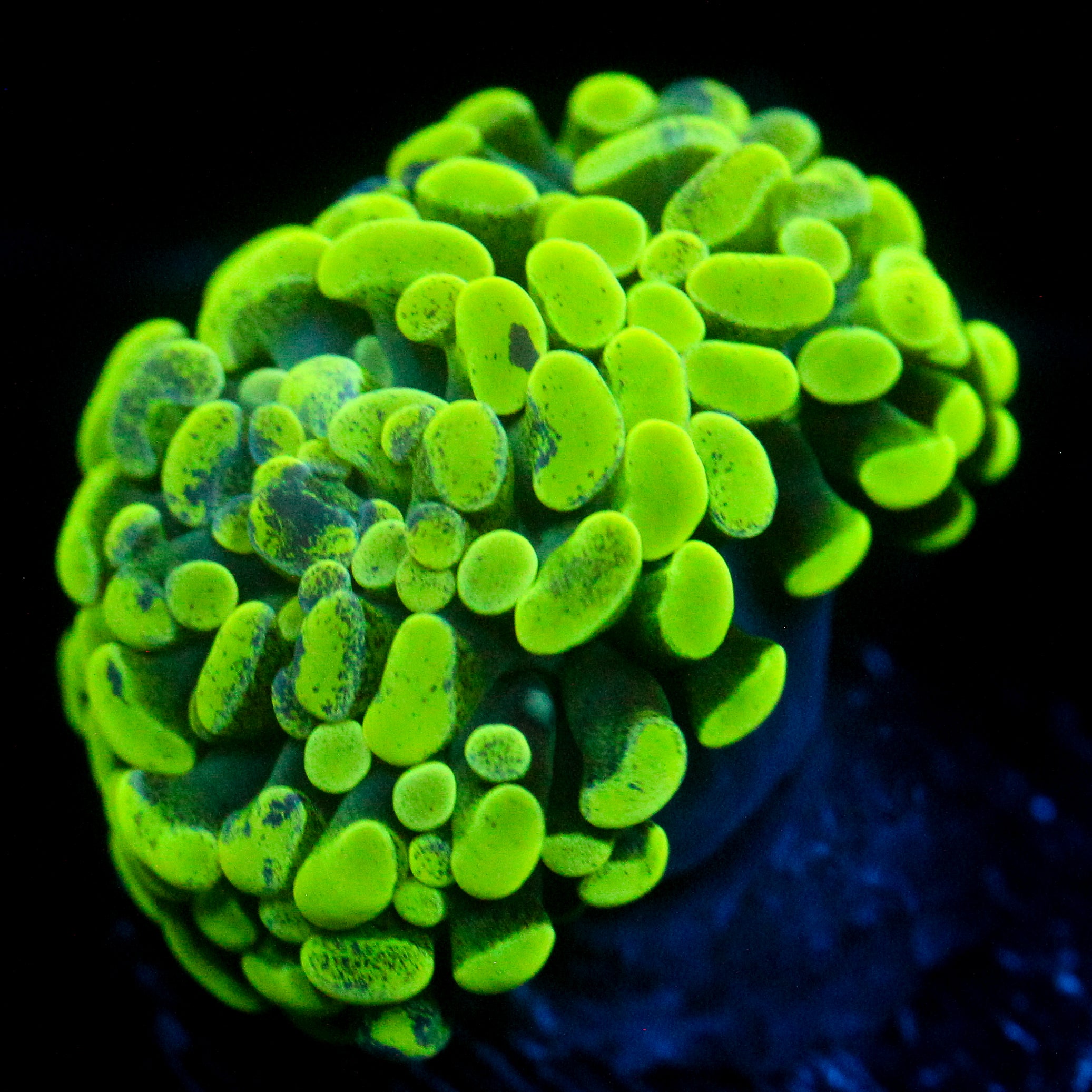 JC Neon Green Splatter Hammer