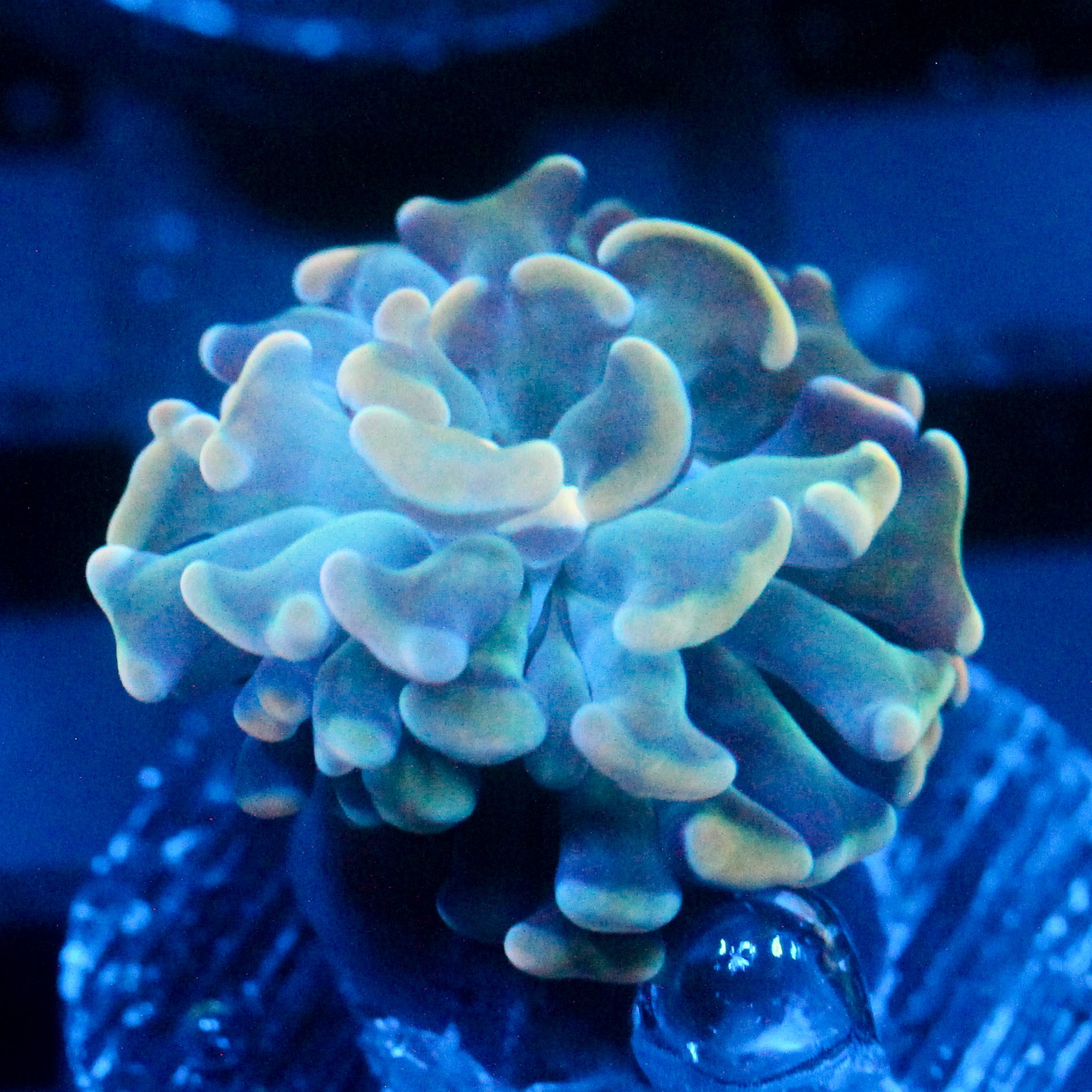 JC Lux Bouquet Hammer