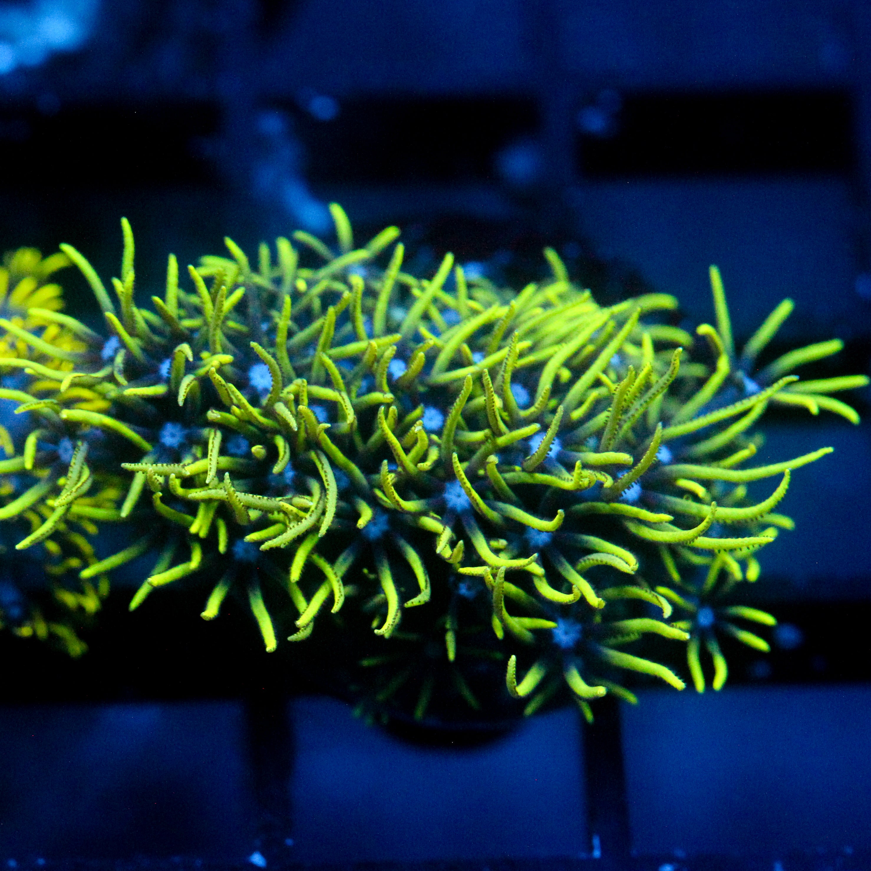JC Lime Wire Gsp